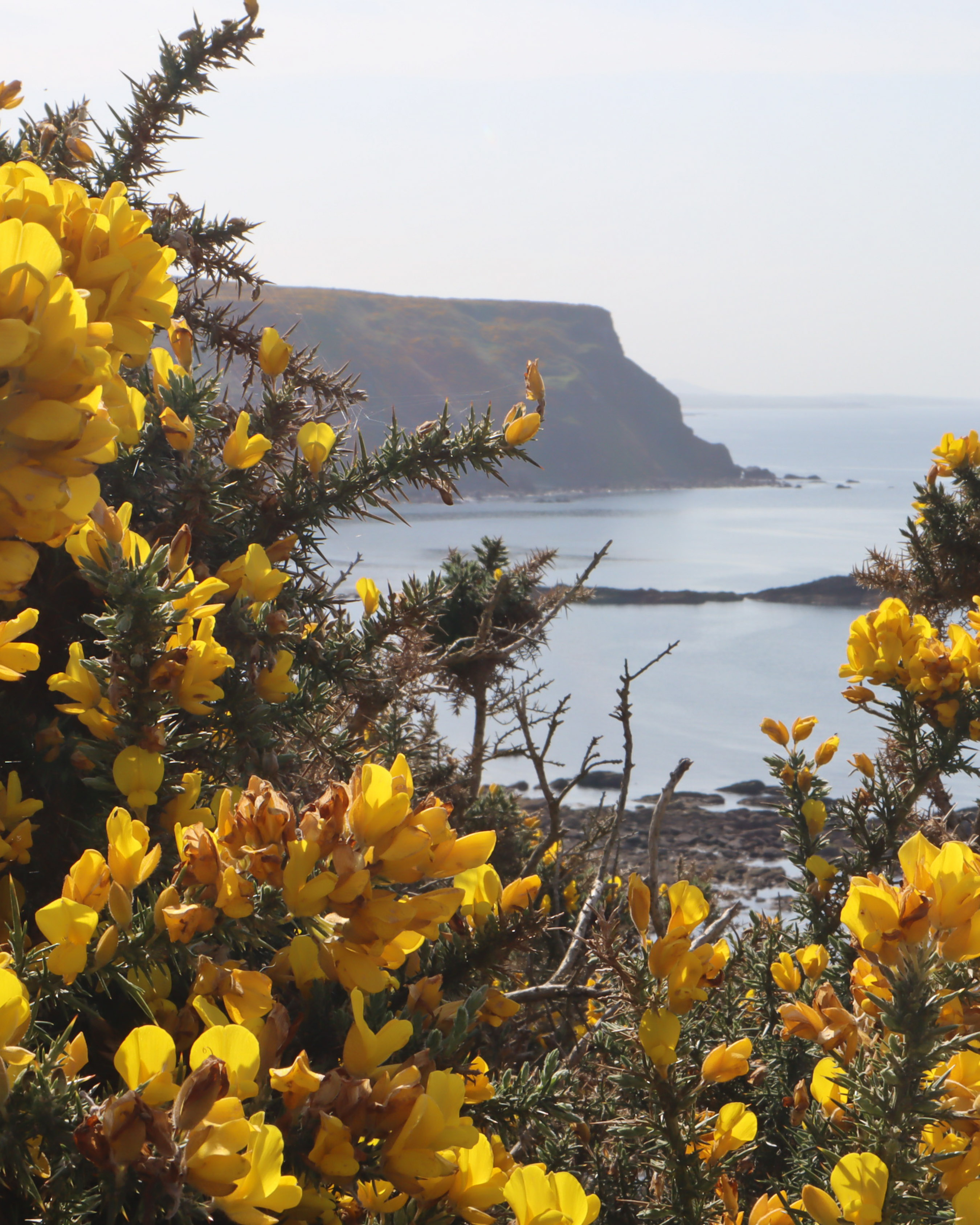 Sunlit gorse in flower on a clifftop above a calm bay