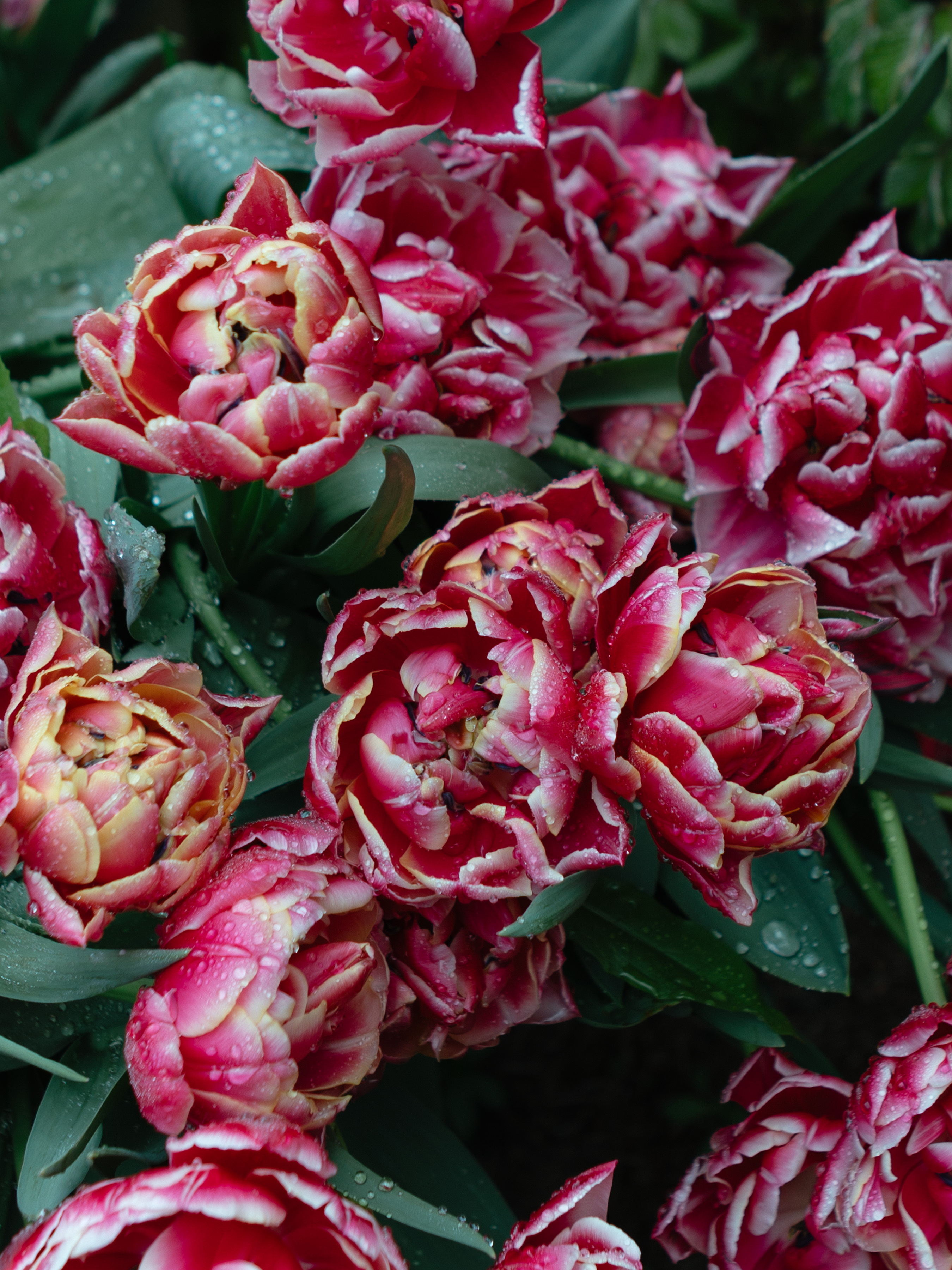 Barrington Court, cluster of double tulips in deep pink and cream with raindrops on petals and leaves