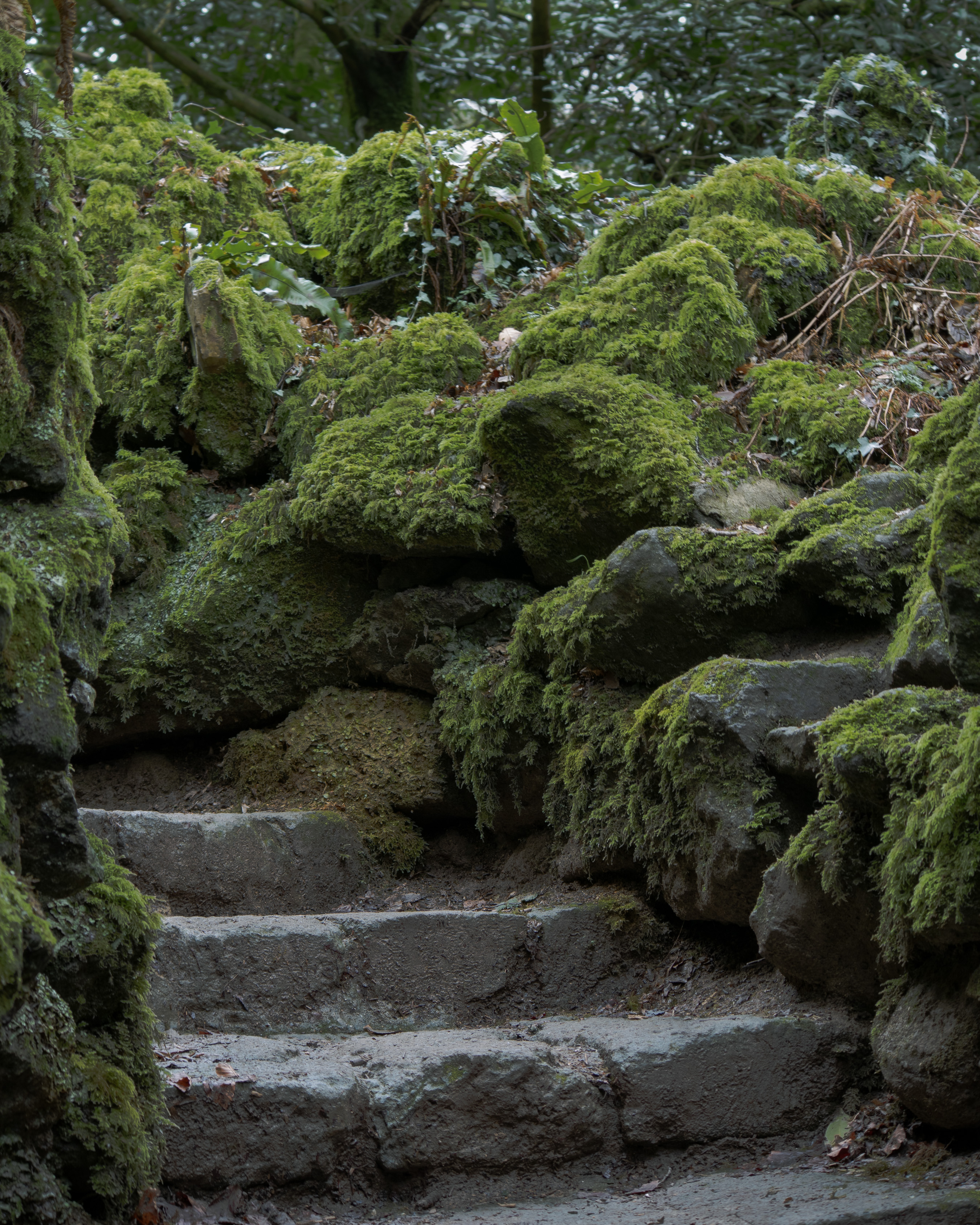 Stourhead, moss-covered stone steps rising through dense green woodland