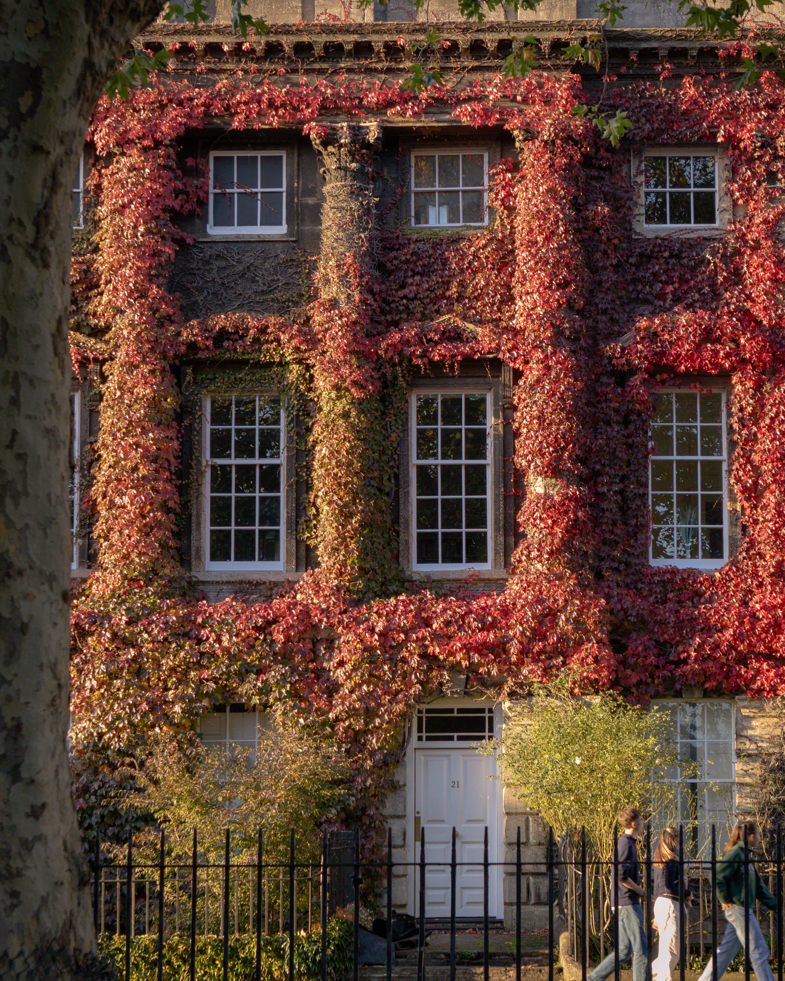 Georgian townhouse facade clad in autumnal red Virginia creeper at golden hour