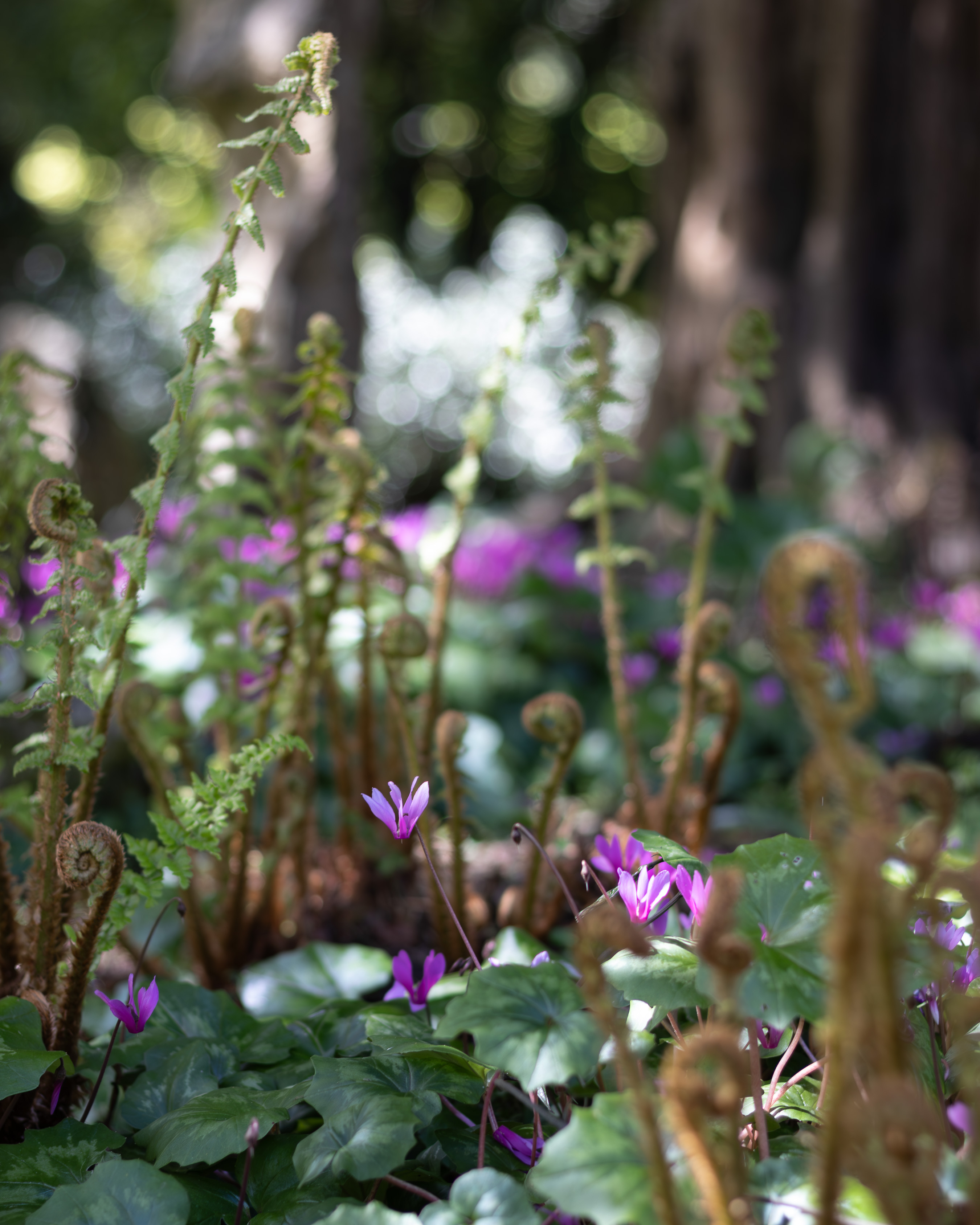Greenway, unfurling fern fronds and delicate pink cyclamen on a woodland floor