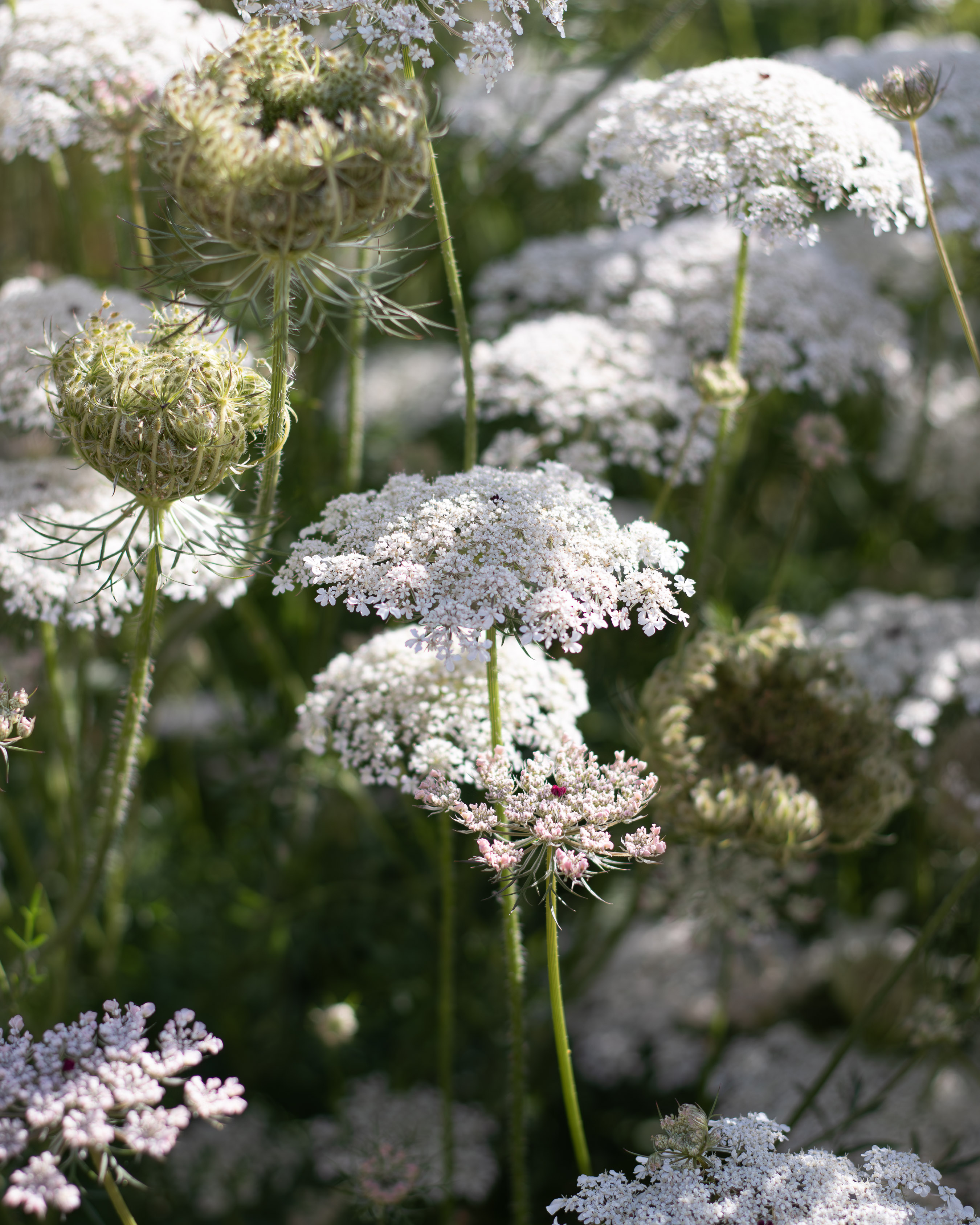 Late-summer drift of Queen Anne's lace in flower and seedhead, soft sunlight
