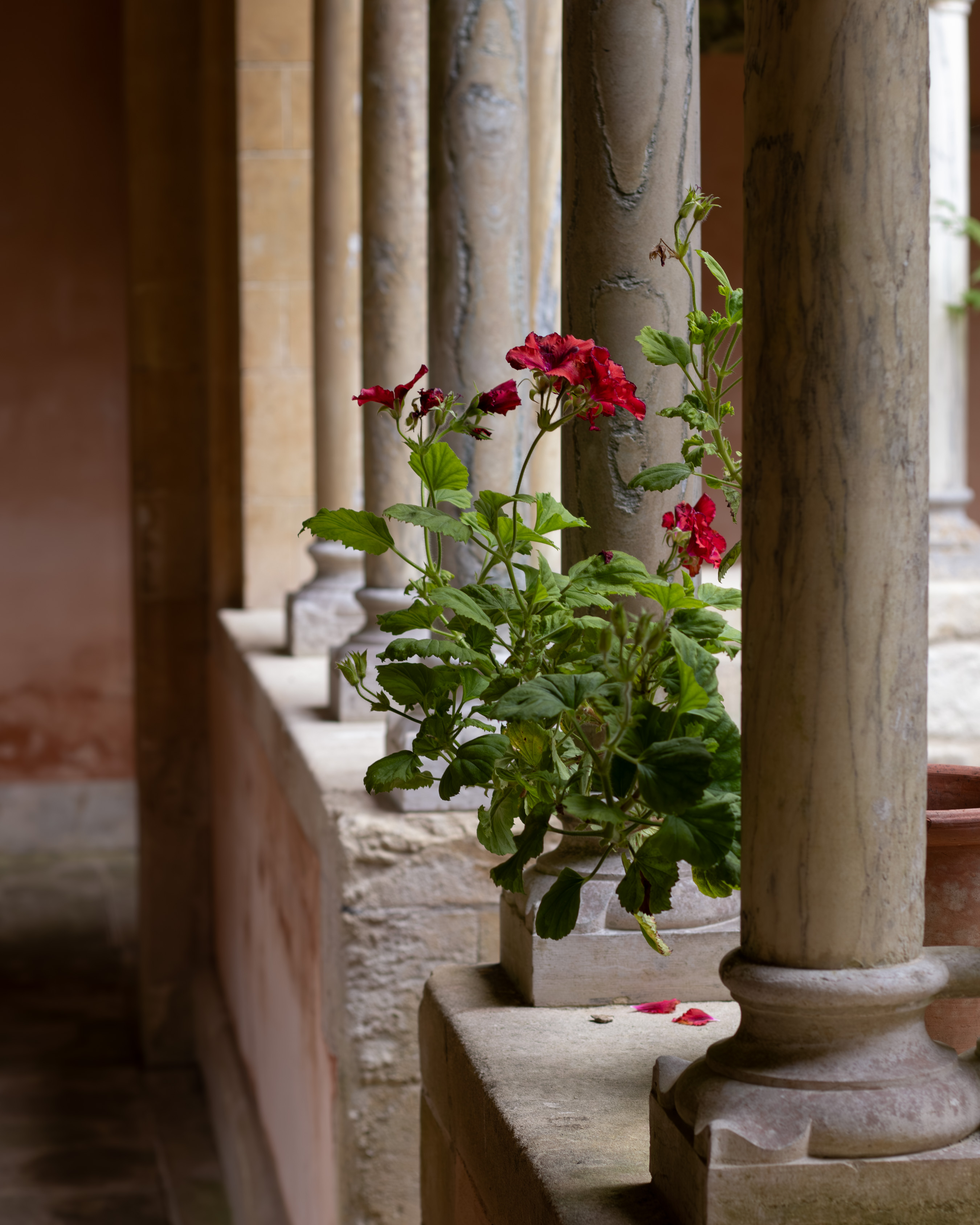 Iford Manor and Gardens, red pelargoniums in a stone urn between marbled columns of a Renaissance-style loggia