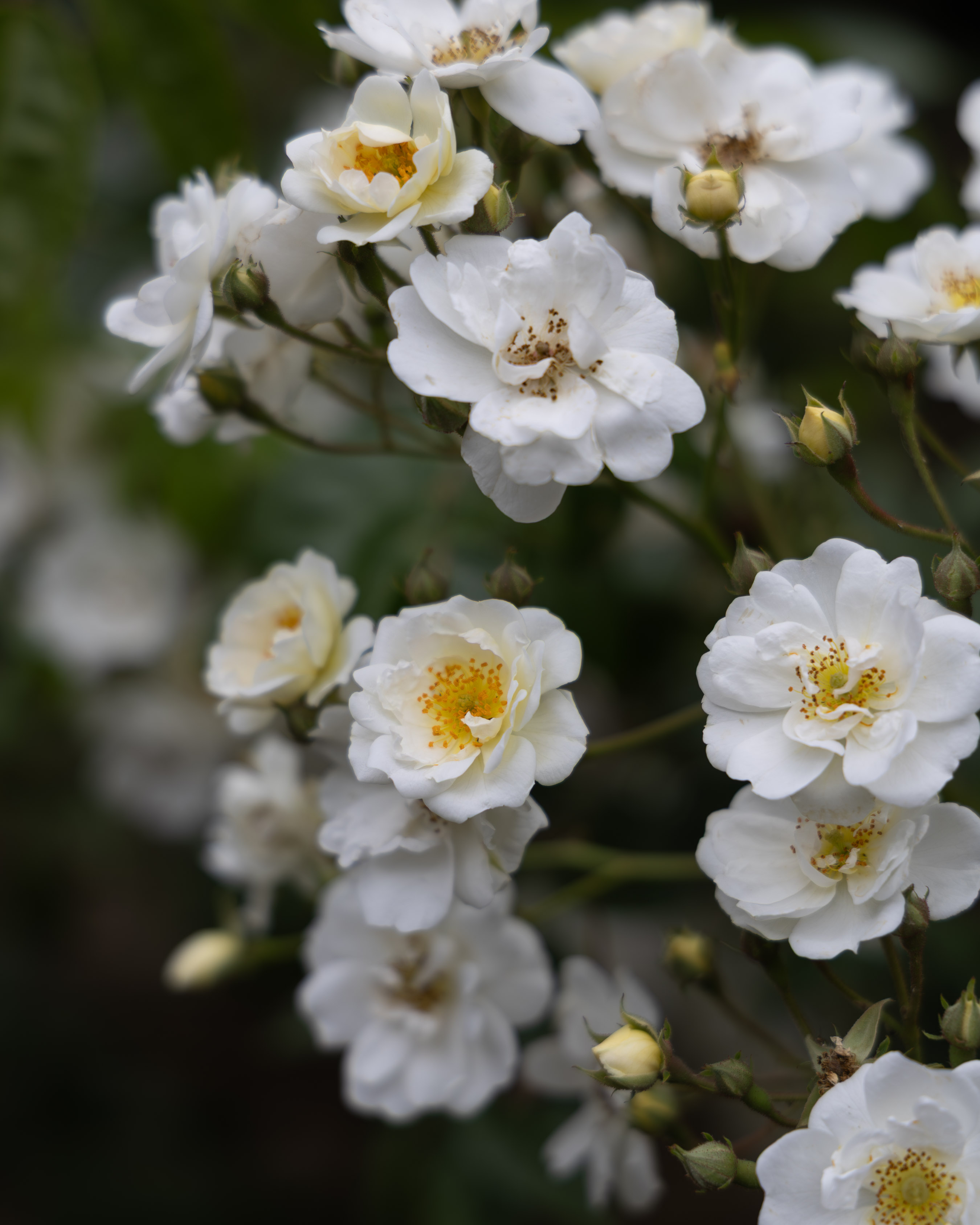 Cluster of cream rambling roses in soft cottage-garden light