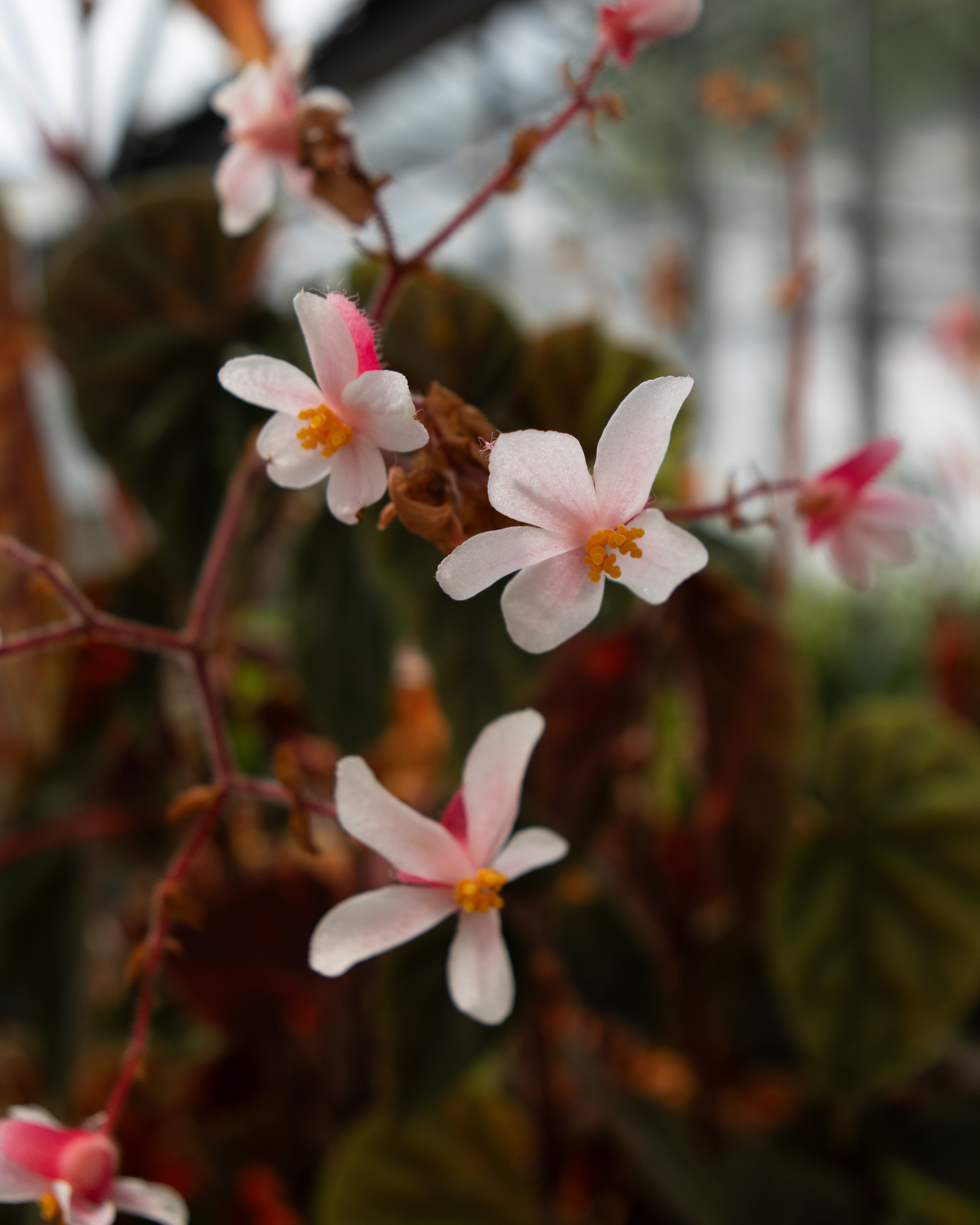 Tyntesfield, delicate pink begonia flowers backlit in a Victorian glasshouse