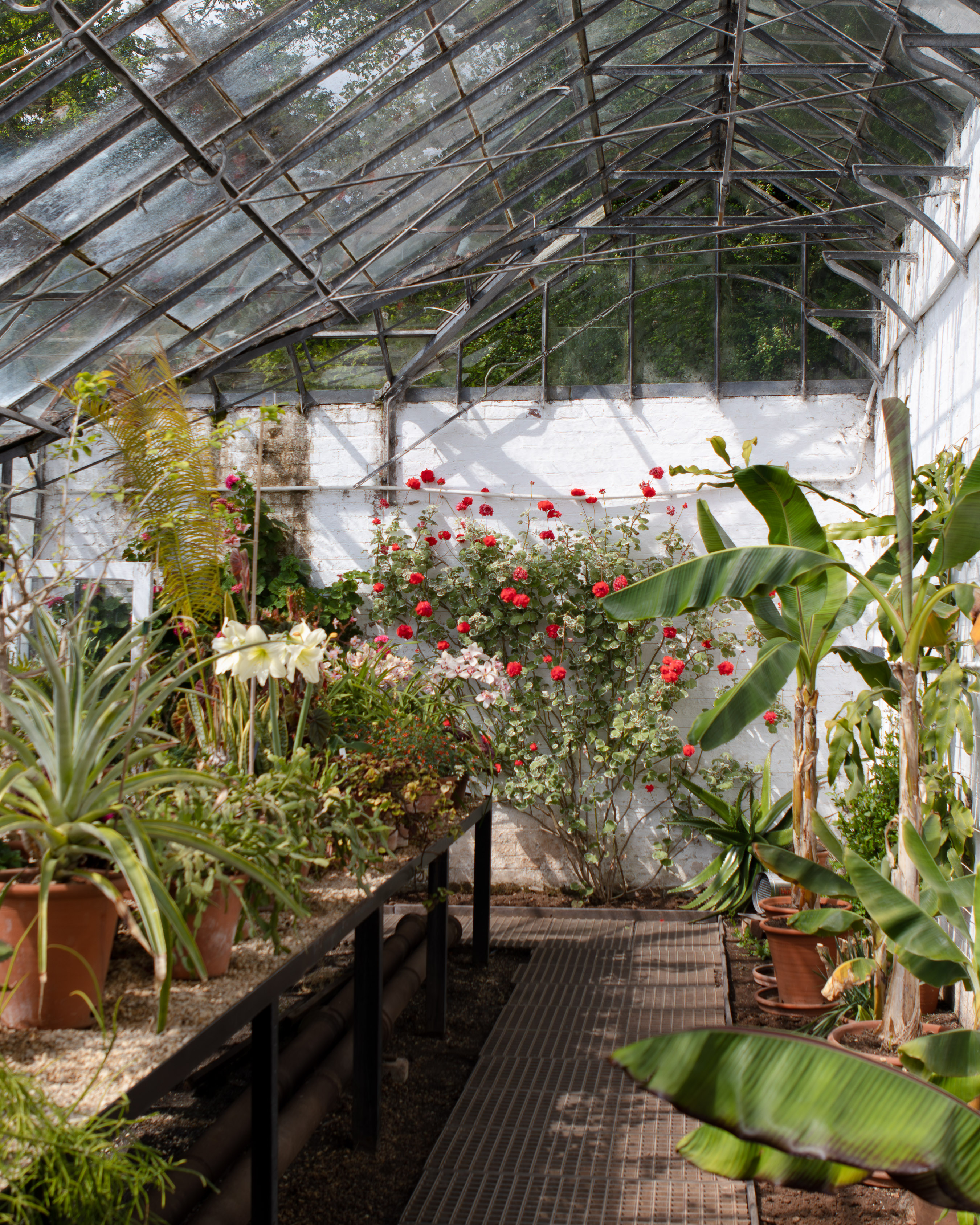 Tyntesfield, interior of a long Victorian glasshouse with central path, red climbing roses and banana plants in terracotta pots