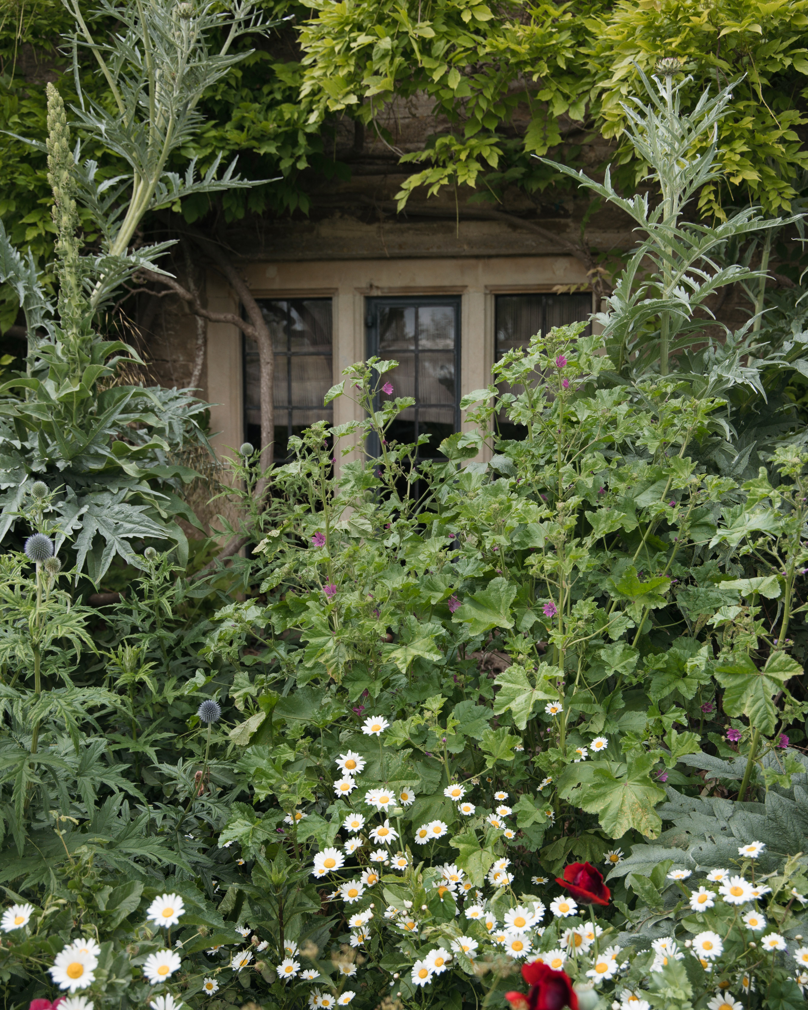 Cottage-garden border of cardoons, daisies and poppies in front of a stone mullioned window