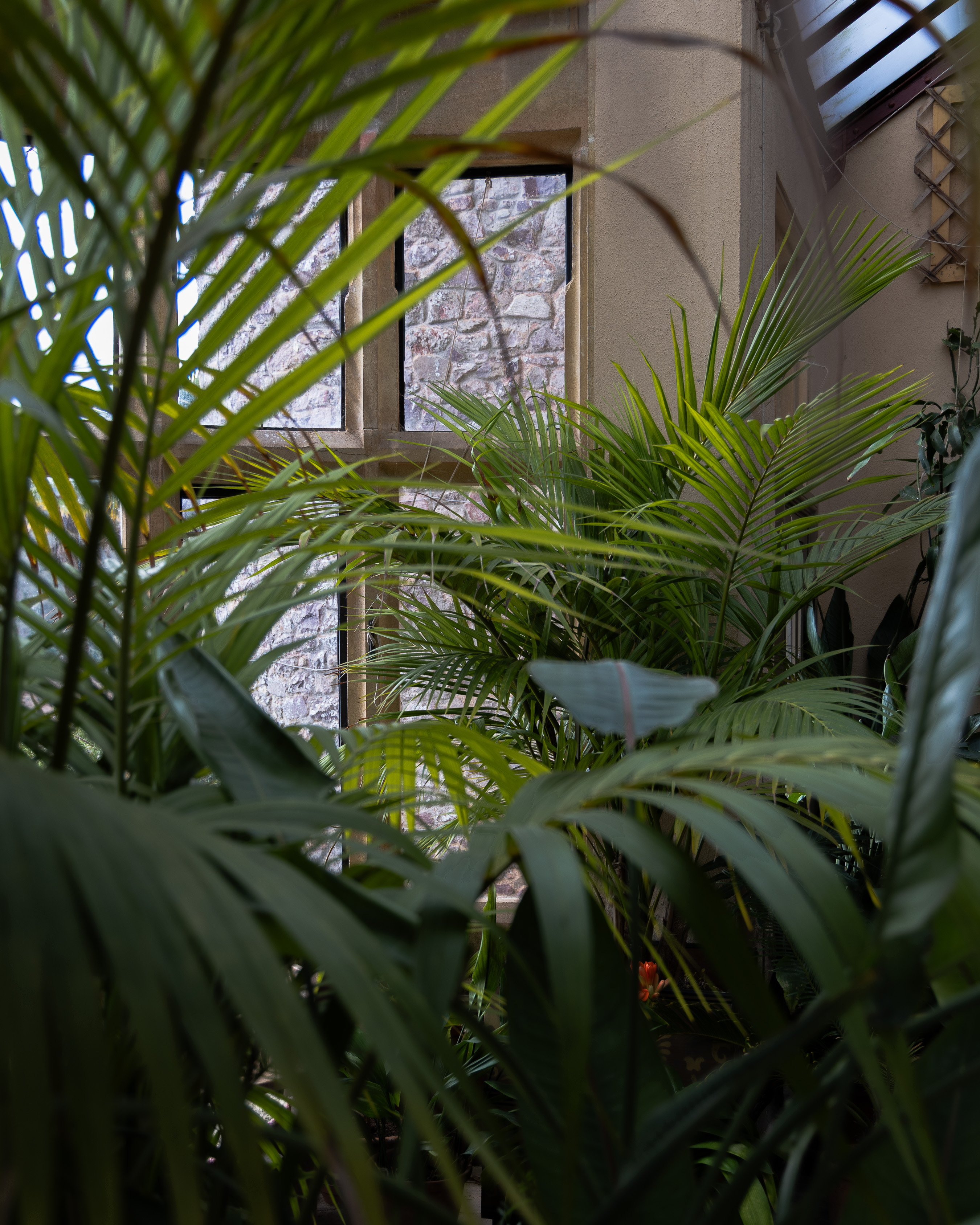 Dunster Castle, palms and tender greenery crowding the orangery, soft light falling through the glass roof onto a rubble stone wall and mullioned window