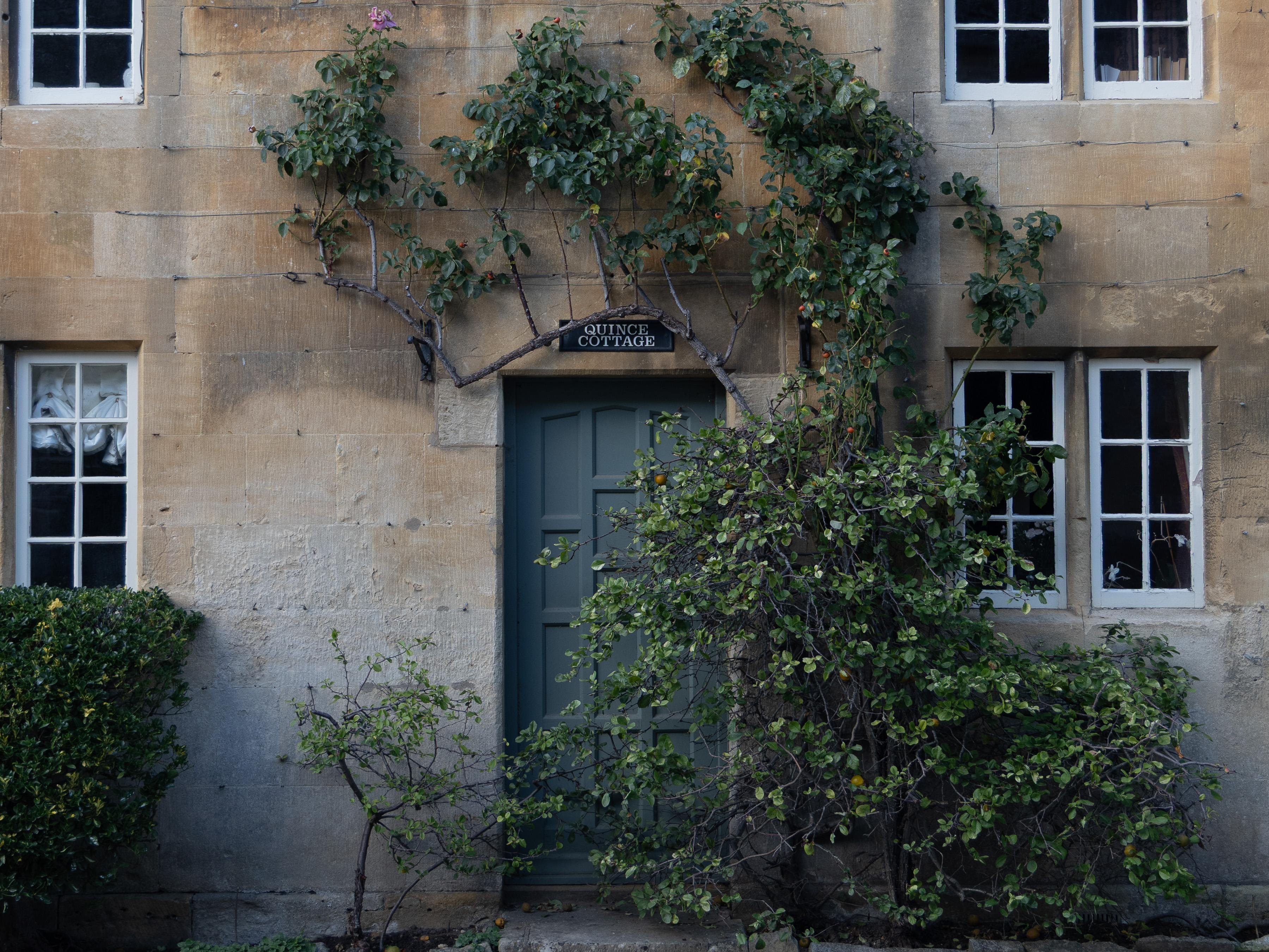 Quince Cottage, trained quince heavy with fruit against honey-coloured stone, framing a deep green panelled door and white sash windows