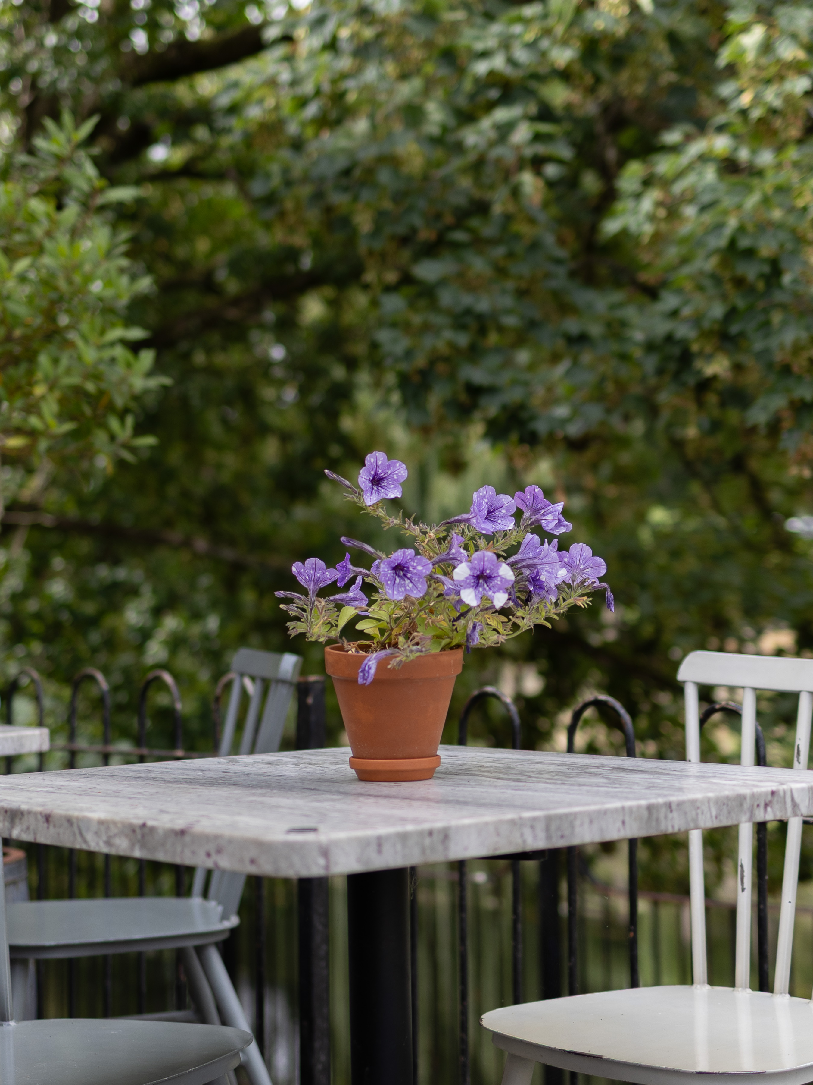 Bradford-on-Avon, terracotta pot of lilac-veined petunias on a marble-topped bistro table, with painted metal garden chairs and black railings against dense summer greenery