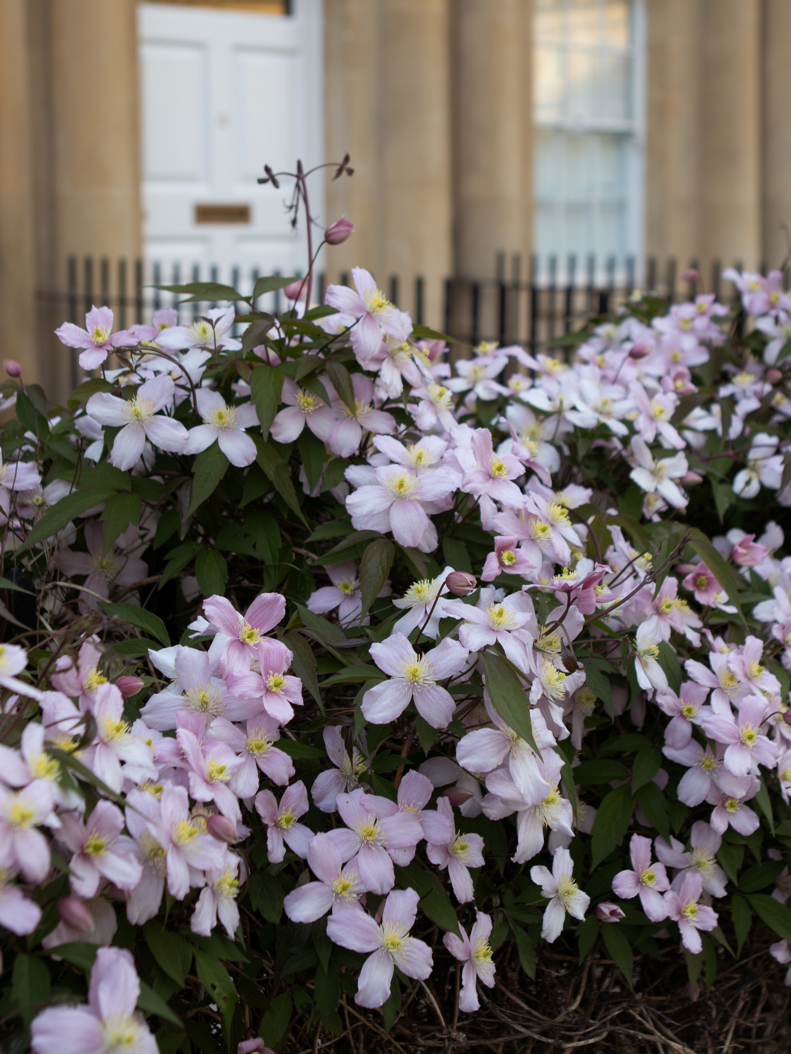 Pink Clematis montana in full flower tumbling over black railings in front of a Georgian Bath-stone townhouse with a white panelled door