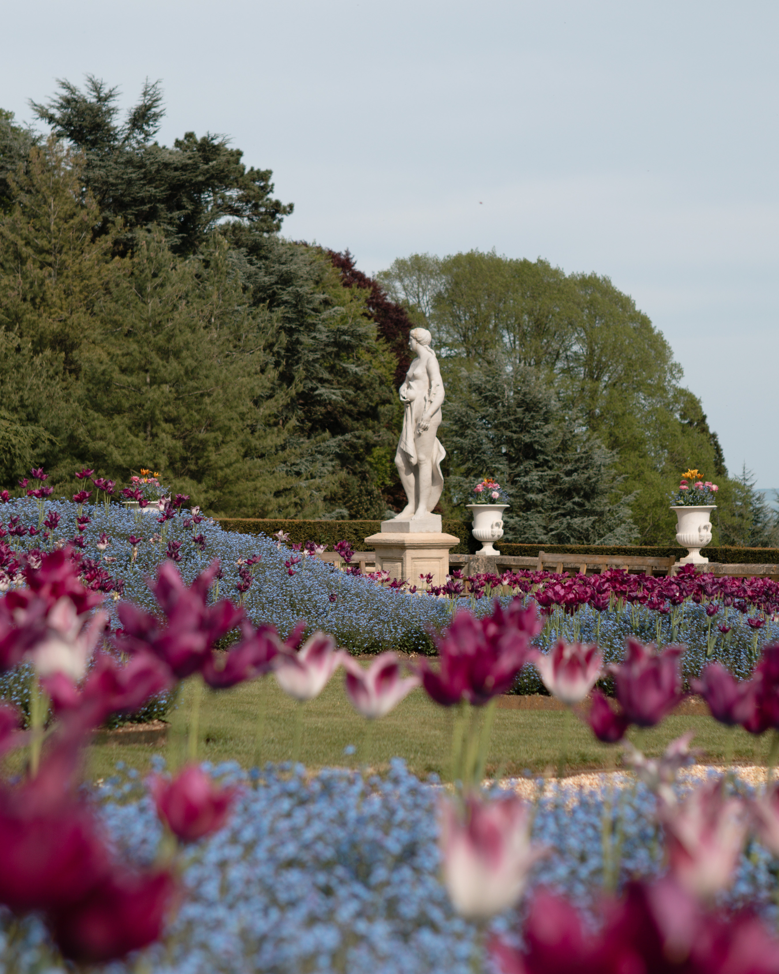 Waddesdon Manor, spring tulip display of magenta lily-flowered tulips and blue forget-me-nots, with a white marble statue on a carved pedestal and stone urns against a dark evergreen backdrop