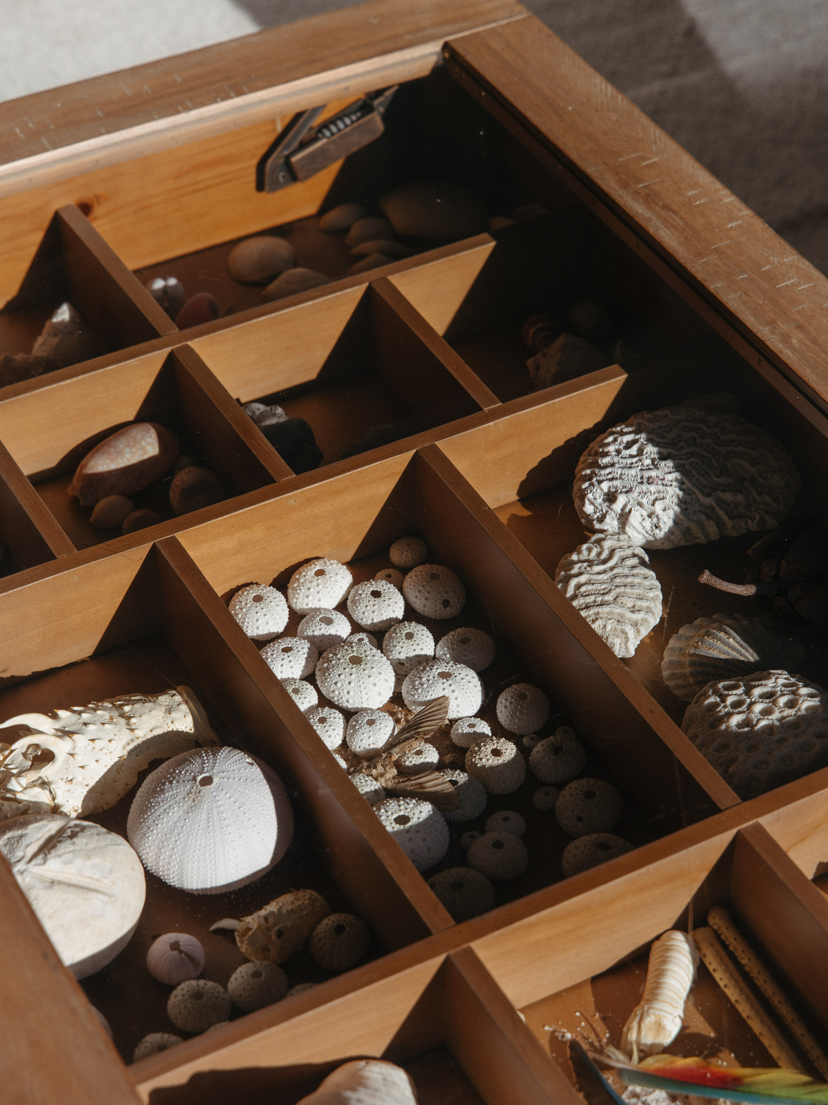 Close-up of a wooden specimen cabinet filled with sea urchins, coral, fossils and natural finds